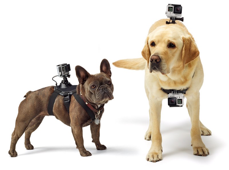 GoPro Fetch (Dog Harness)