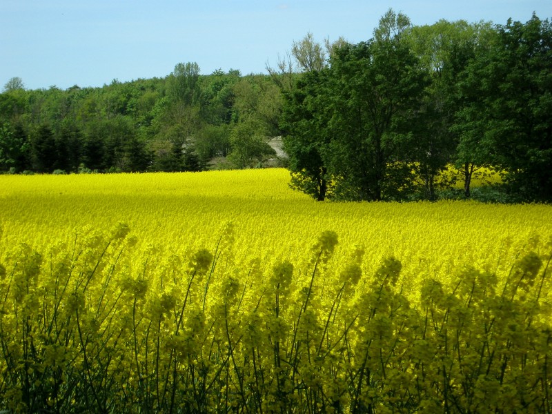 Rapsblomster